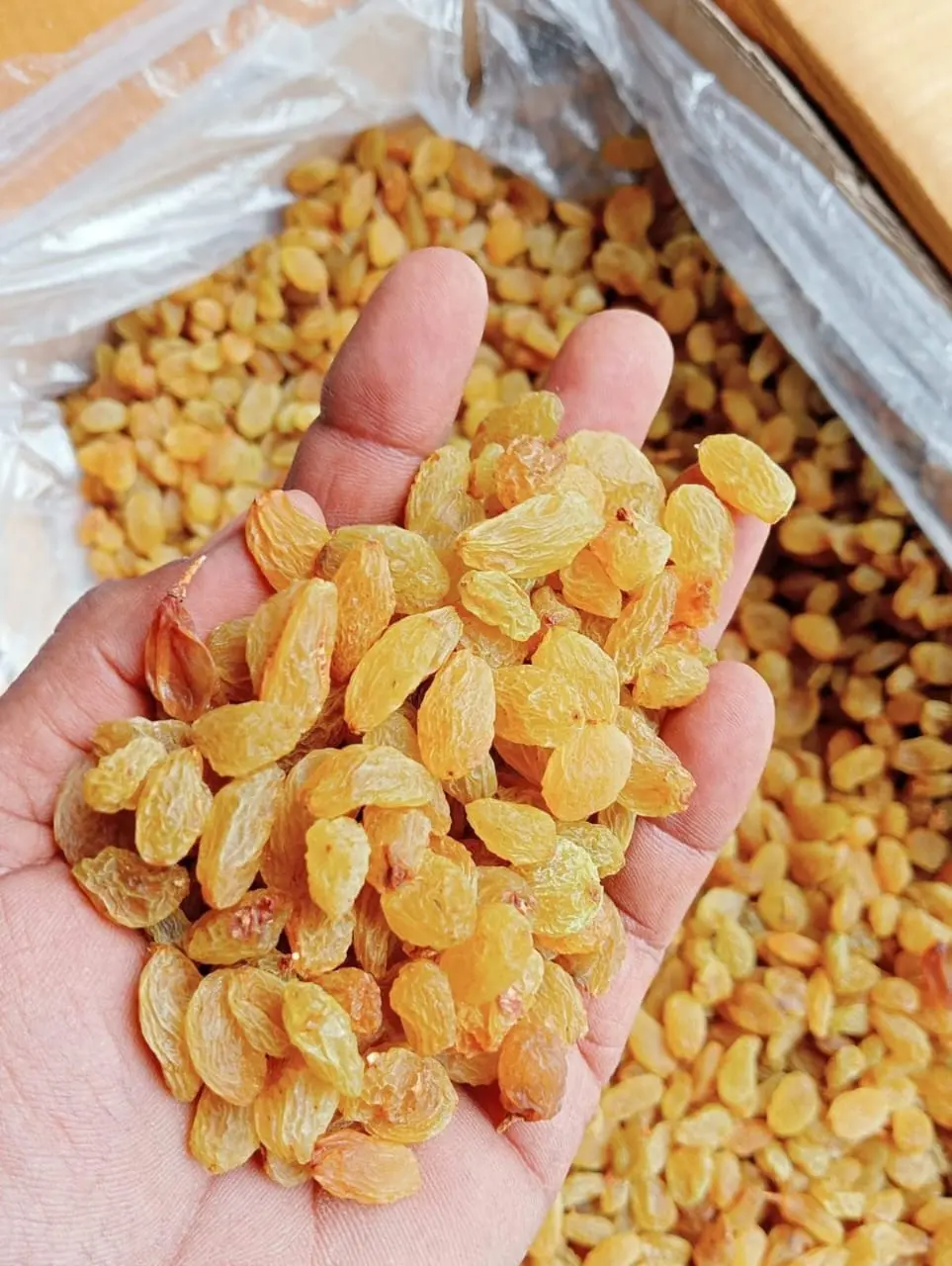 Hand holding premium golden raisins over bulk wholesale stock at Balaji Mall Solapur